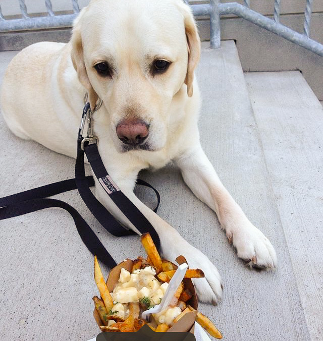 petitpoutinerie's tweet photo. Poutine pouts. #goodboy #poutine #poutineroutine https://t.co/qXech1GNNe
