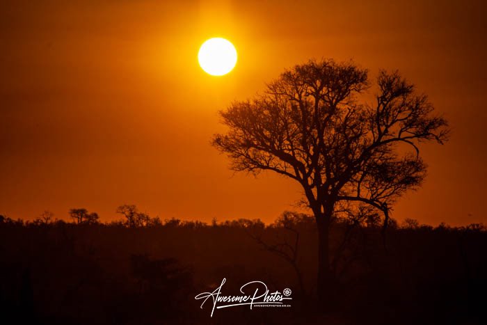 rihannvw's tweet photo. What a drive in #krugernationalpark! #bigfive by 10:00 with 3 #leopard and #wilddogs #awesomephotos #wildlifephotography #photographicsafari #mvuradonasafarilodge #rhino #lion #elephant #buffalo #guineafowl https://t.co/qZQuzsyQS3