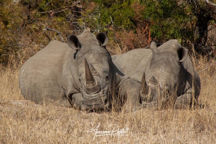 rihannvw's tweet photo. What a drive in #krugernationalpark! #bigfive by 10:00 with 3 #leopard and #wilddogs #awesomephotos #wildlifephotography #photographicsafari #mvuradonasafarilodge #rhino #lion #elephant #buffalo #guineafowl https://t.co/qZQuzsyQS3