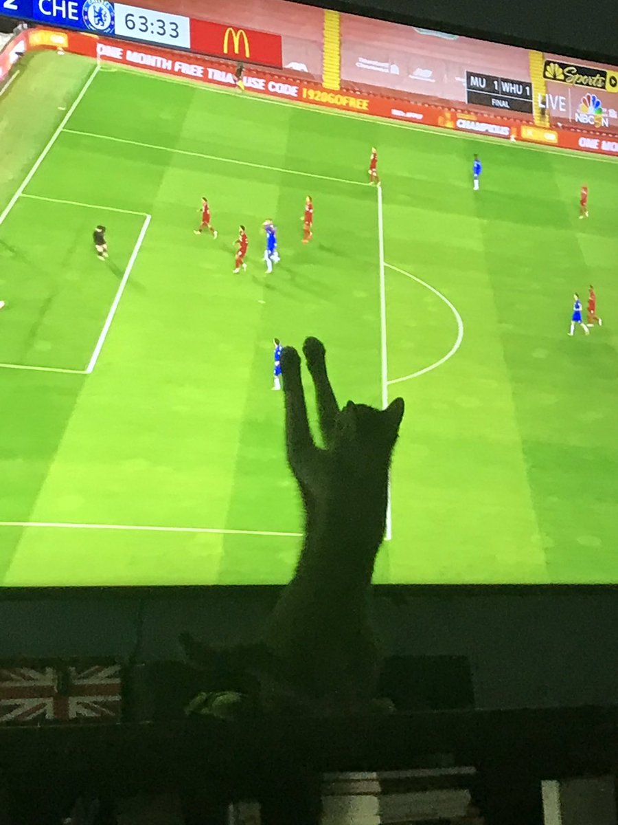 CreweDana's tweet photo. @LFC Percy the Cat lending a paw during the Chelsea match https://t.co/TABYddmKpI