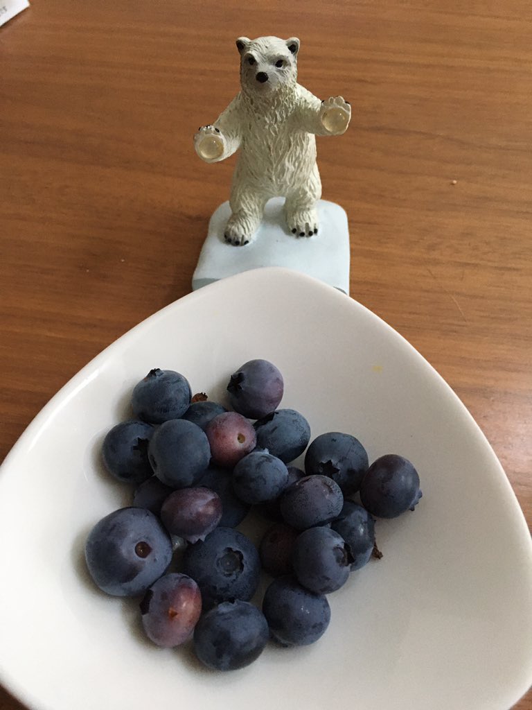 EVjotaro's tweet photo. 今年のブルーベリーが初収穫です。

去年植えた木が少し大きく成長し実も多くつきましたました。

甘酸っぱくて美味しい😽
#bluebarry https://t.co/57PL7V40B8