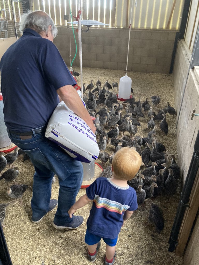 Hartsturkeys's tweet photo. For #FarmSafetyWeek our recently appointed Chief Operating Officer held a ‘back to the floor day’ and followed Rob aka Grandad on his daily rounds looking after our @GoldenTurkeys. I’m delighted to say Rob passed the audit with flying colours! @GLWFEEDS @NFU_Poultry @NFU_GlOS https://t.co/Q96jF2DuU1