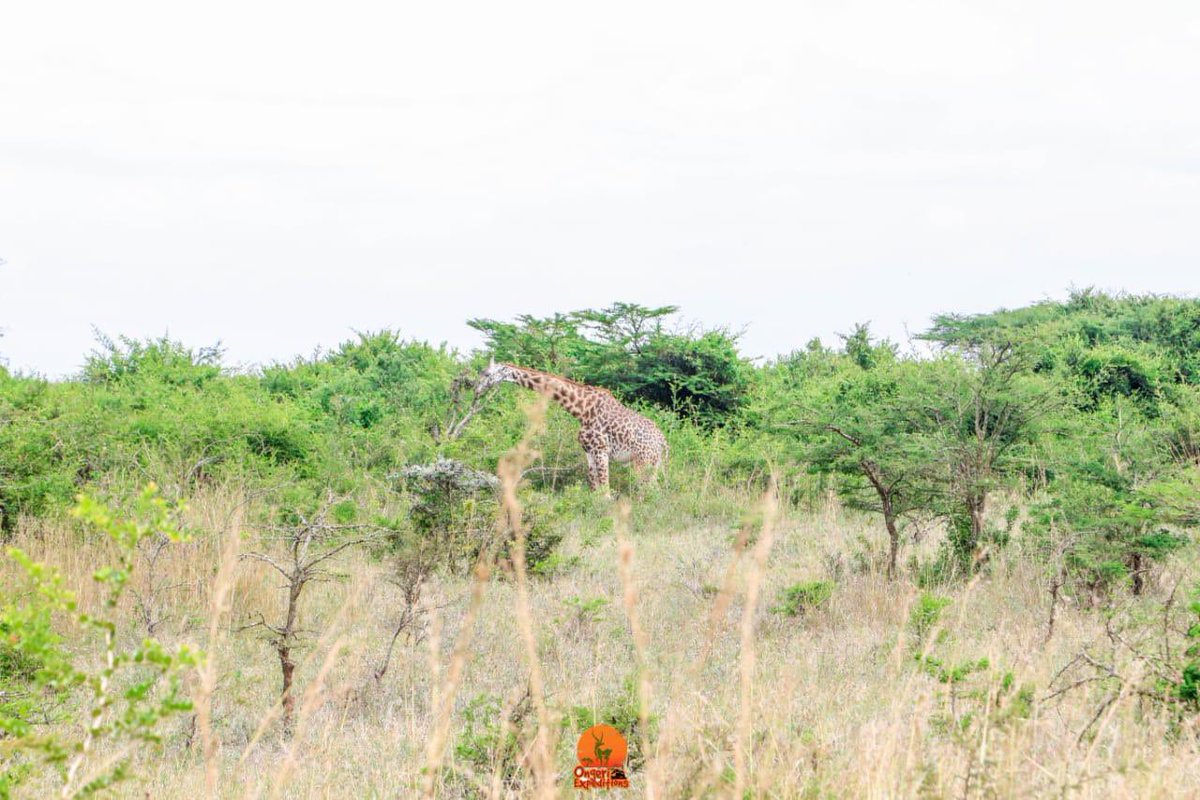 memphisflacko's tweet photo. Get a glimpse of giraffes with @ongechthe1 

#travelwithongeriexpeditions 
#Travelwithongeriexpeditions 
#ongeri #travel #mbuga #memphisflacko #wildearth https://t.co/HJlbfUXWRy