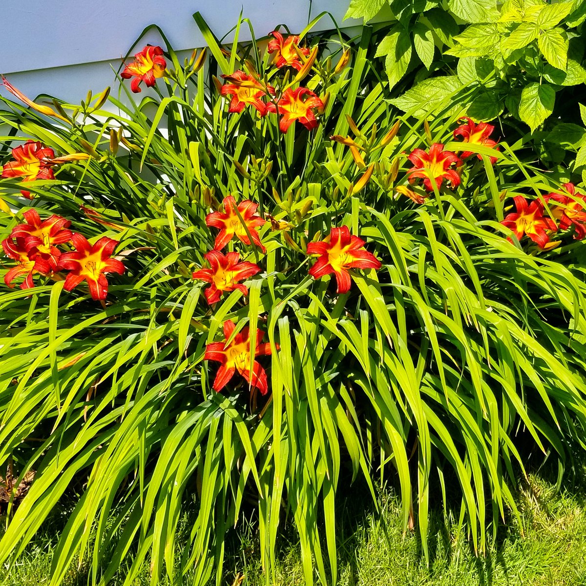 chicagoletching's tweet photo. Backyard garden. Living in peace. ๐ฟ๏ธ๐คญโ๏ธ๐ผ๐ป๐พ๐น๐ท๐ธ๐ฑ๐ฅ๐ก๐๏ธ๐ฅฐ #NaturePhotography #backyard #gardeners #garden #Flowers #HomeSweetHome #WednesdayMotivation #Chicago #openbars #keepusopen https://t.co/DdmlOBNO8J