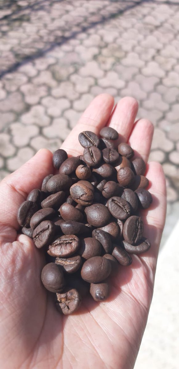 elgigit's tweet photo. Sedia kopi robusta gunung kawi, Malang. Baik dalam bentuk green bean, roasted, maupun ground 
Penjelasan kebih lanjut bisa menghubungi 085752822224 https://t.co/AAb6WCcxLk