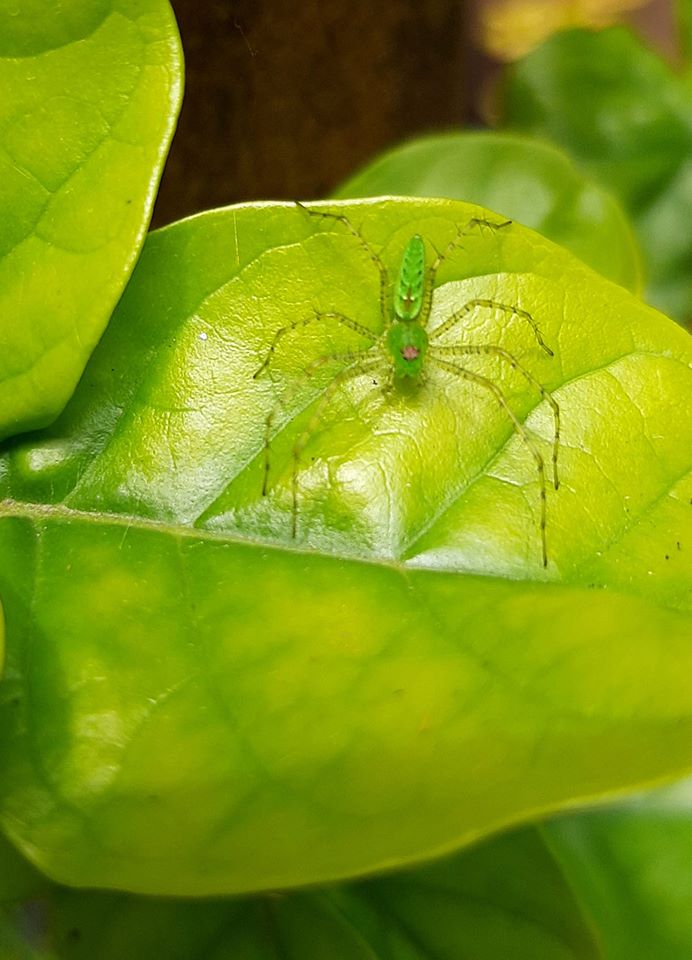 Registrada en el jardín de casa. Según @arachno_cosas, se trata de una Peucetia, también conocida como "lince verde". Más info acá: naturalista.mx/taxa/126777-Pe…