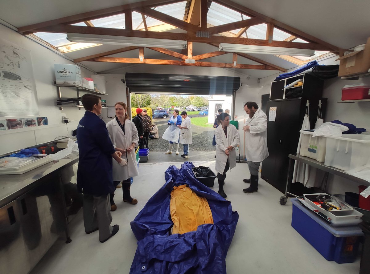 Preparations for the examination of the Taninigia (60 kg deep-sea hooked squid) are underway  @ALCESonline  @AutScience  @MasseyUni