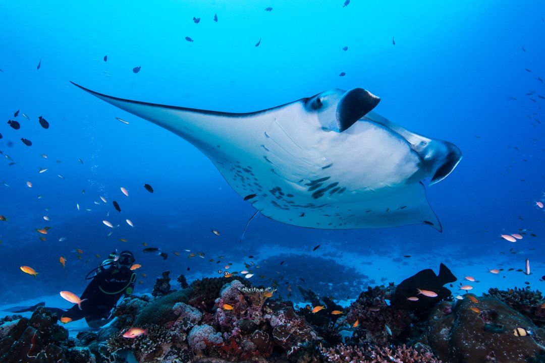 NewCaledonia123's tweet photo. Reef Manta reaches new record-breaking depth at 672 meters deep in New Caledonia. 

Read more about it: https://t.co/NEJYxk1tXW

Photo by Ryan Daly | Save Our Seas Foundation

#newcaledoniabusiness #newcaledonia #Mobulaalfredi #reefmantaray #reefmanta #mantaray #manta https://t.co/poytagmsSS