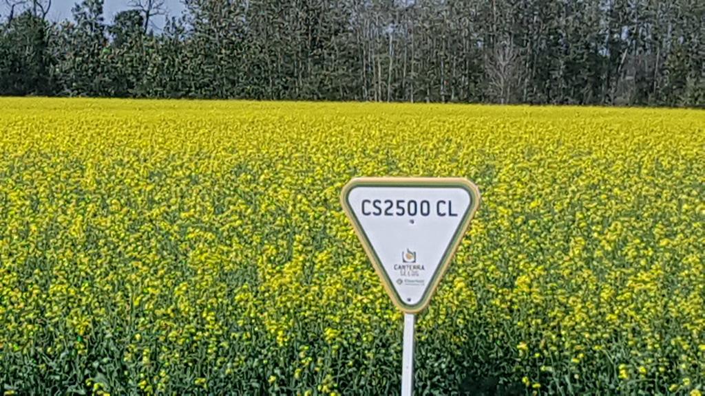JoannaCanterra's tweet photo. Checking out a great looking field of #CS2500CL near the #WingardFerry #CanterraSeeds #ClearfieldCanola Thanks Thiel Farms https://t.co/MCM4lBU4ra