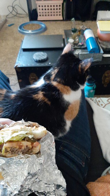 An ACAB burger and a fuzzy lap warmer 🥰 it can only get better by you sending https://t.co/LFMi1SoR6<a href="/tag/nbdom"class="tags"><span>#nbdom</span></a>