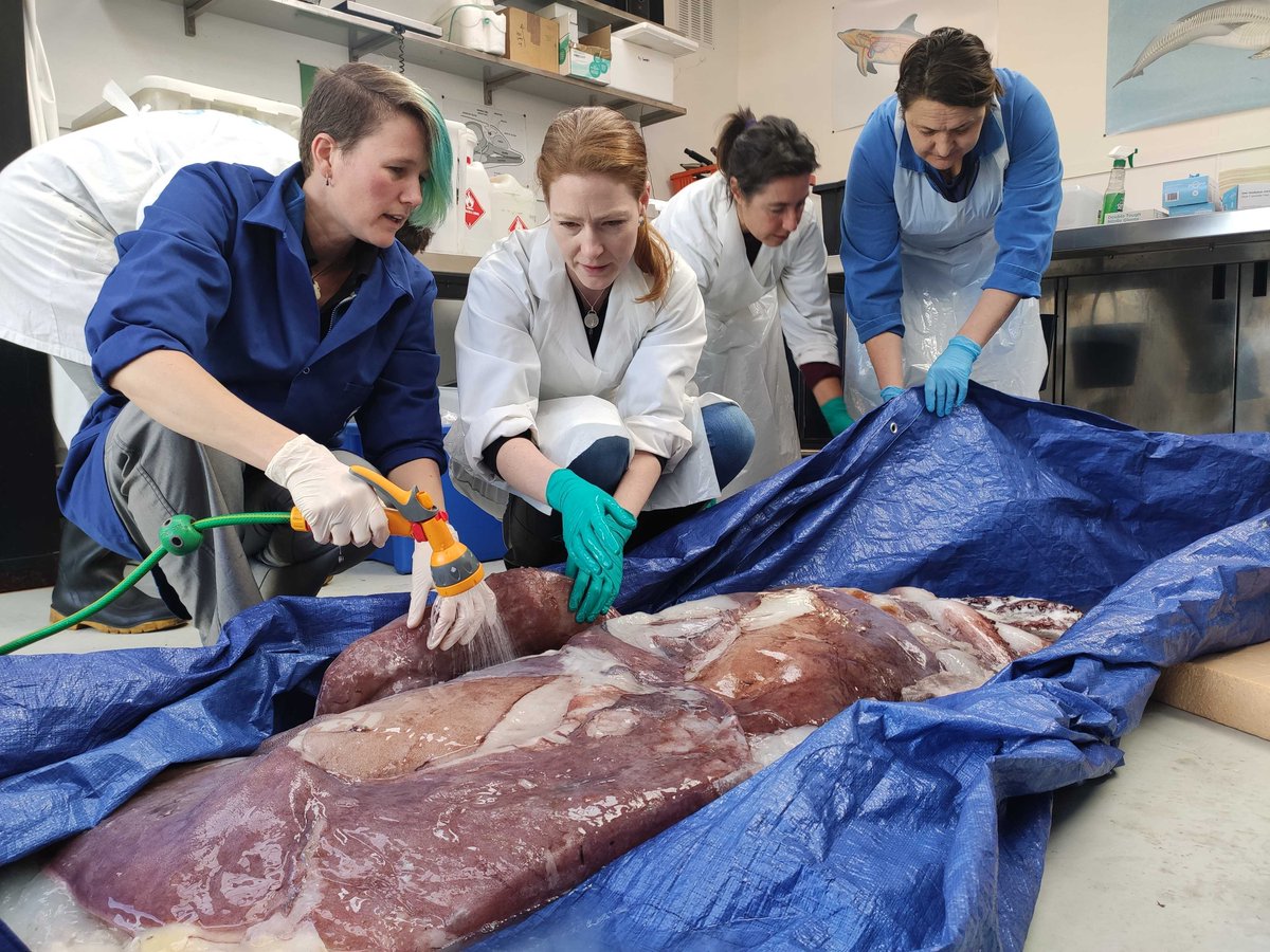 Step 1: Thaw the squid