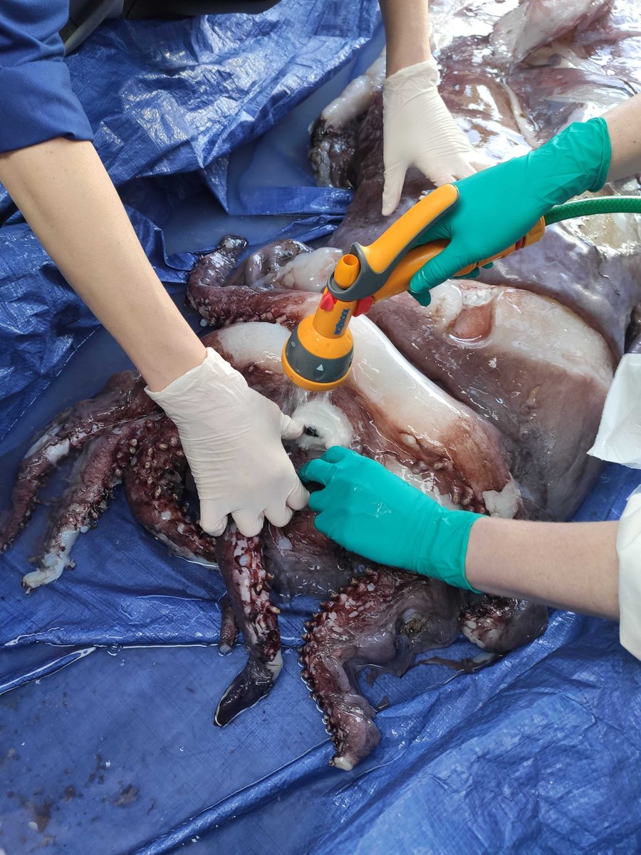 The specimen has now thawed enough to reveal the photophores on the arms. Photophores, not be confused with tentacles, appear like luminous spots on invertebrates and fish living in the deep sea  @ALCESonline