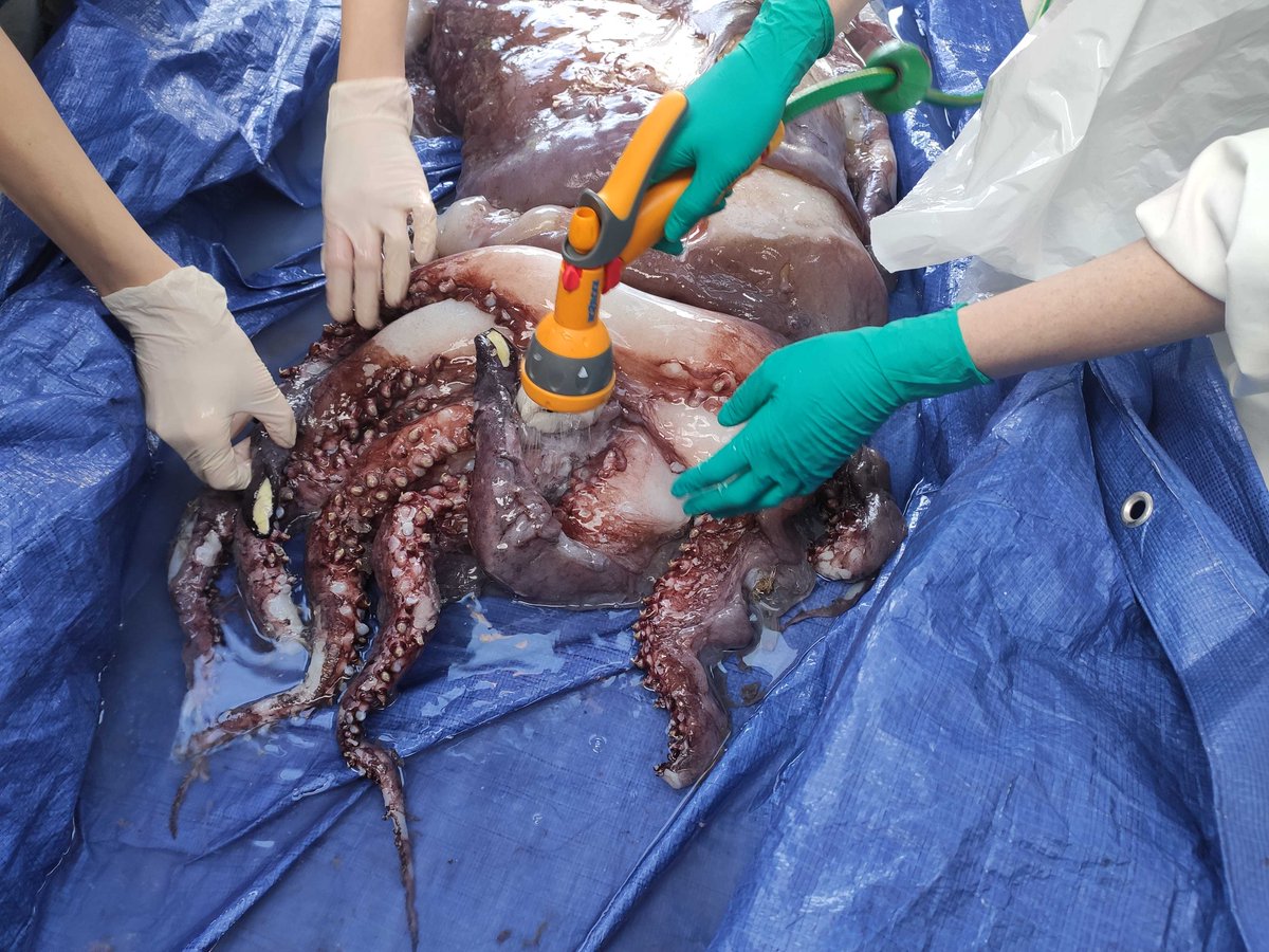 The specimen has now thawed enough to reveal the photophores on the arms. Photophores, not be confused with tentacles, appear like luminous spots on invertebrates and fish living in the deep sea  @ALCESonline