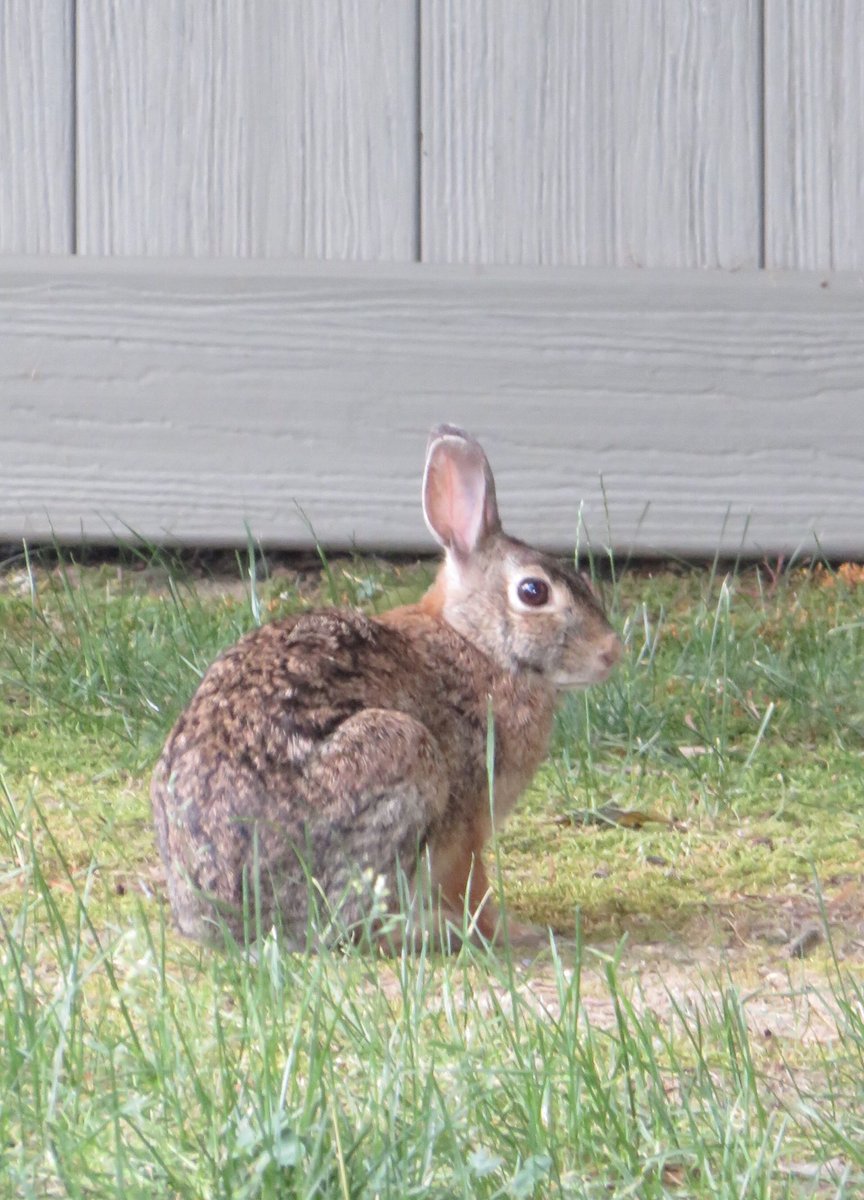 d_e_bbie's tweet photo. @BebeRexha How about a quarantine bunny? Unfortunately she won’t come in the house and cuddle, but I love her anyway. https://t.co/5Qmlqlnz29