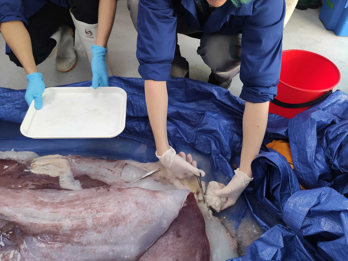 Now the team gets down to business collecting egg samples. This specimen was a gravid female meaning they were pregnant  @ALCESonline