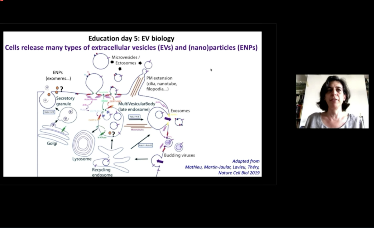 KennethWWitwer's tweet photo. The #ISEV2020 #Education session on #EV biology begins with an introduction by ISEV President Clotilde Théry: #ExtracellularVesicles and other #ExtracellularParticles #EPs or #ENPs are released by cells https://t.co/sHQQqATRuW