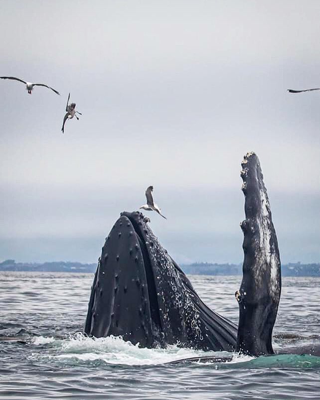 MBayWhaleWatch's tweet photo. 7/21/20 photos - some great looks at some active Humpback Whales! #mbww #gowhales #seemonterey #whalewatching #humpbackwhales #lungefeeding #noaasanctuaries #monterey #montereybay #whales https://t.co/PAauNbSEB5