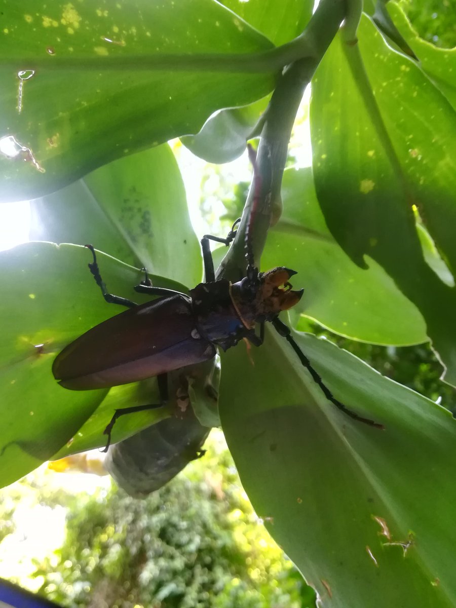 PlantLoverBoy's tweet photo. Bicho de un lado, flor del otro... ahora un #coleóptero relativamente gigante
Creo que es del género #Mallodon (#Cerambycidae) + #Costus #dirzoi (#Costaceae)
La especie fue dedicada al ecólogo Rodolfo Dirzo.
#insect #jungle https://t.co/fSInXcF8pF