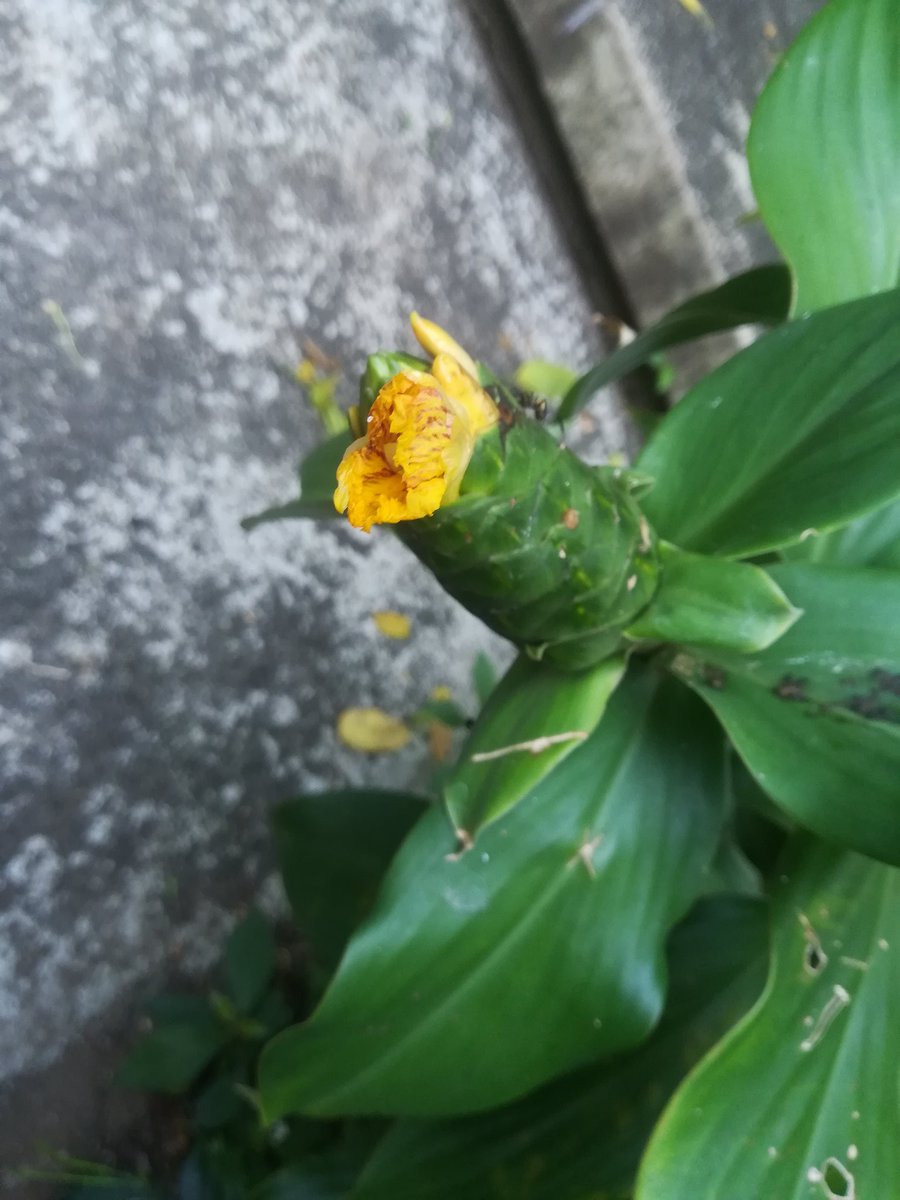 PlantLoverBoy's tweet photo. Bicho de un lado, flor del otro... ahora un #coleóptero relativamente gigante
Creo que es del género #Mallodon (#Cerambycidae) + #Costus #dirzoi (#Costaceae)
La especie fue dedicada al ecólogo Rodolfo Dirzo.
#insect #jungle https://t.co/fSInXcF8pF