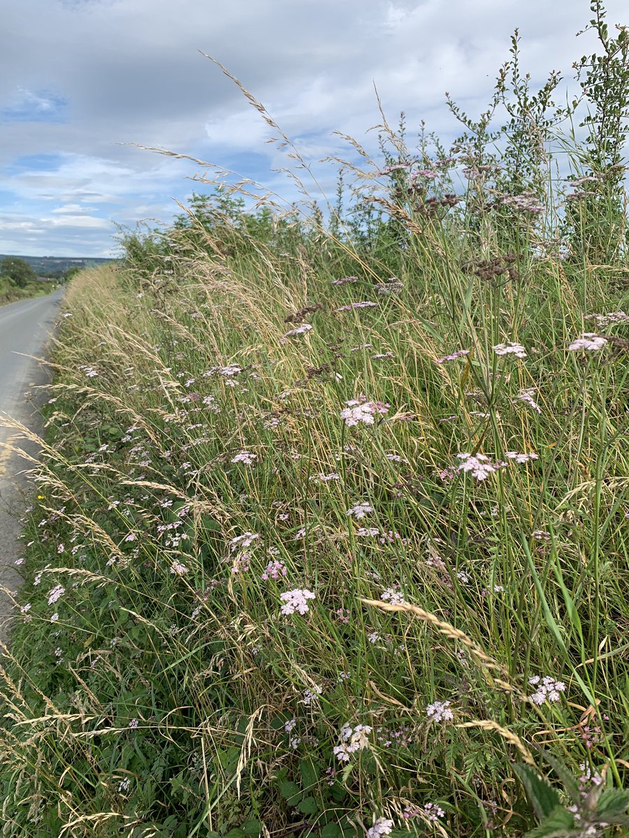 Just a short thread showing the vast abundance of native wildflowers found in our roadside hedgerows, showing the importance of resisting the urge to mow during the summer season.......