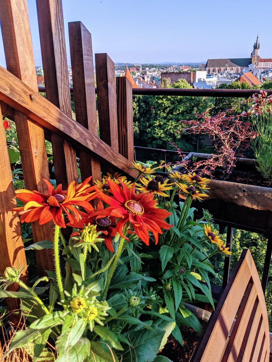Bright red flowers with Kraków in the background