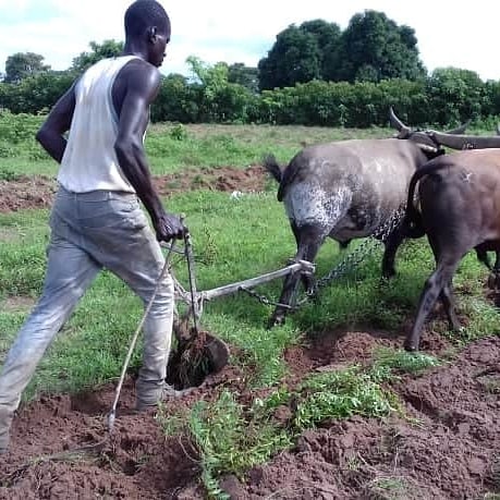 LiberiaAnimal's tweet photo. Together with our partners, Animal Aid Abroad and SPANA UK, we are improving the health and welfare of working donkeys and cattle in Guinea through education and free general veterinary care.
#AnimalAidAbroad 
#Spana
#WorkingAnimalsMatter 
#Donkeys
#WorkingCattle 
#DonkeyHealth https://t.co/XI1PEMpkzF