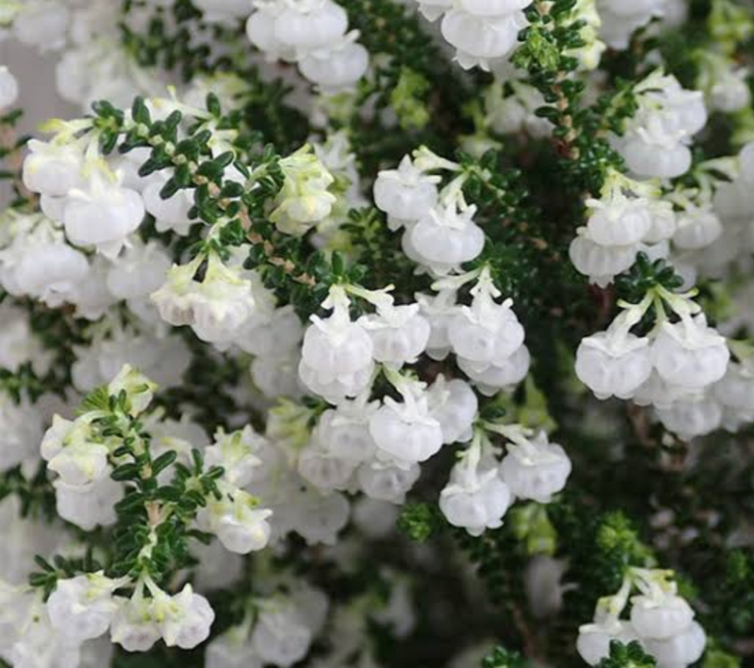 彼岸花 敬虔なケヴィン教カール派 Twitter પર 幸福と誓いのヒースシャワー ヒースの花の花言葉を調べていたら ヒースにあまりのもぴったりで 描かずにはいられなかった 詳細はスレッド参照 ヒースの傍にずっとずっと ずーっとシャルロットは一緒にいたいで