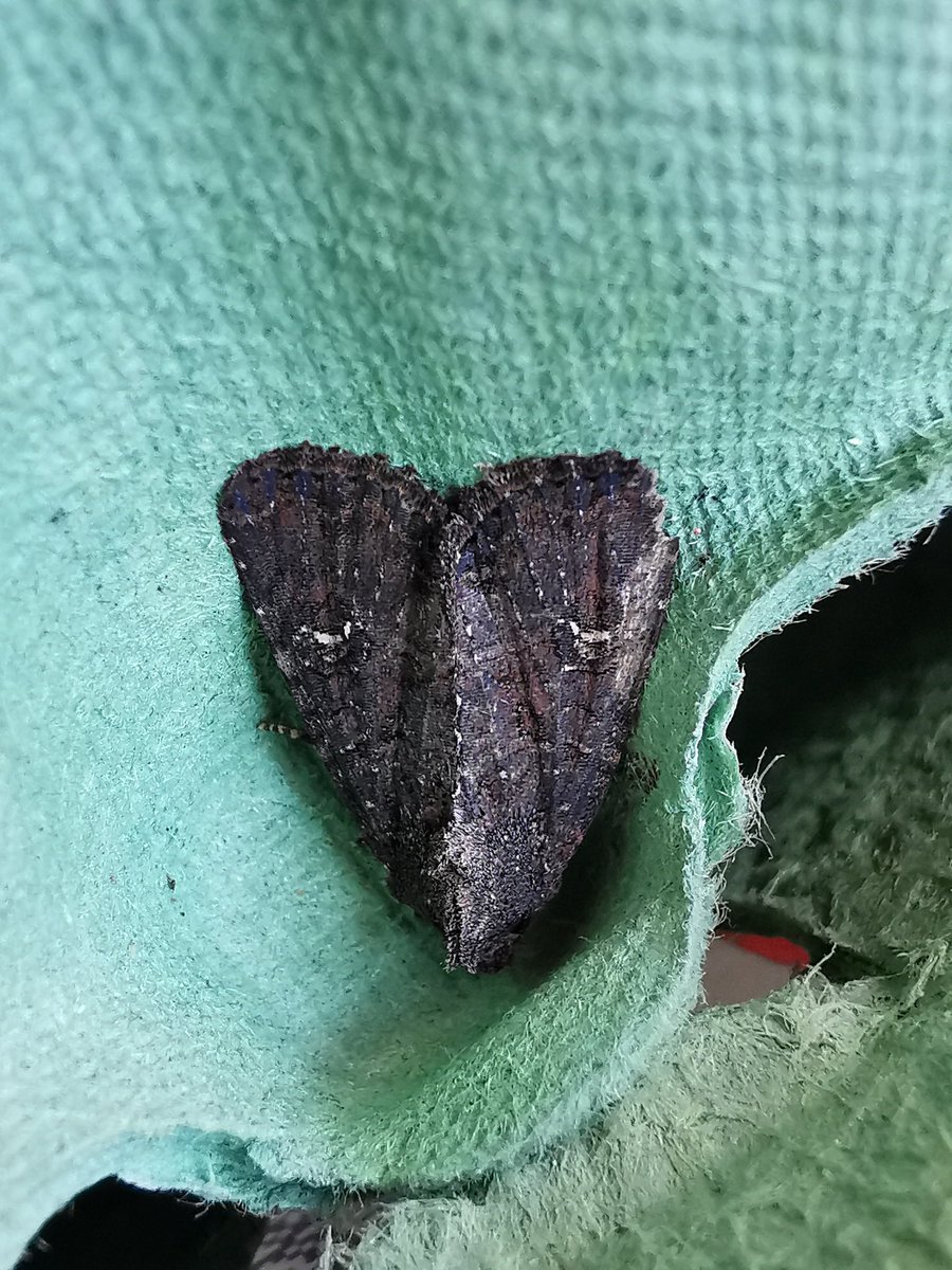 BethanDenro's tweet photo. Can anyone ID this moth for me please? @MothIDUK Thanks! https://t.co/tLQoc1fYBM