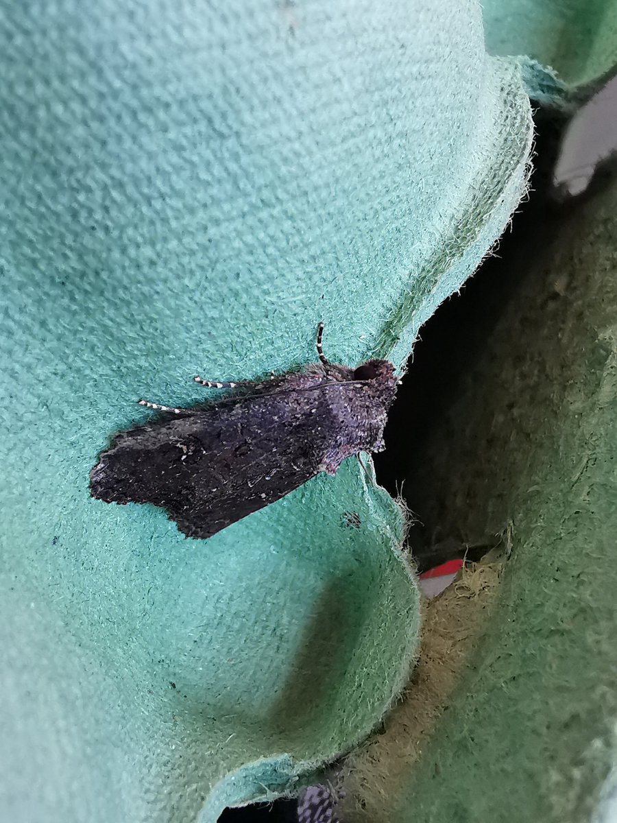 BethanDenro's tweet photo. Can anyone ID this moth for me please? @MothIDUK Thanks! https://t.co/tLQoc1fYBM