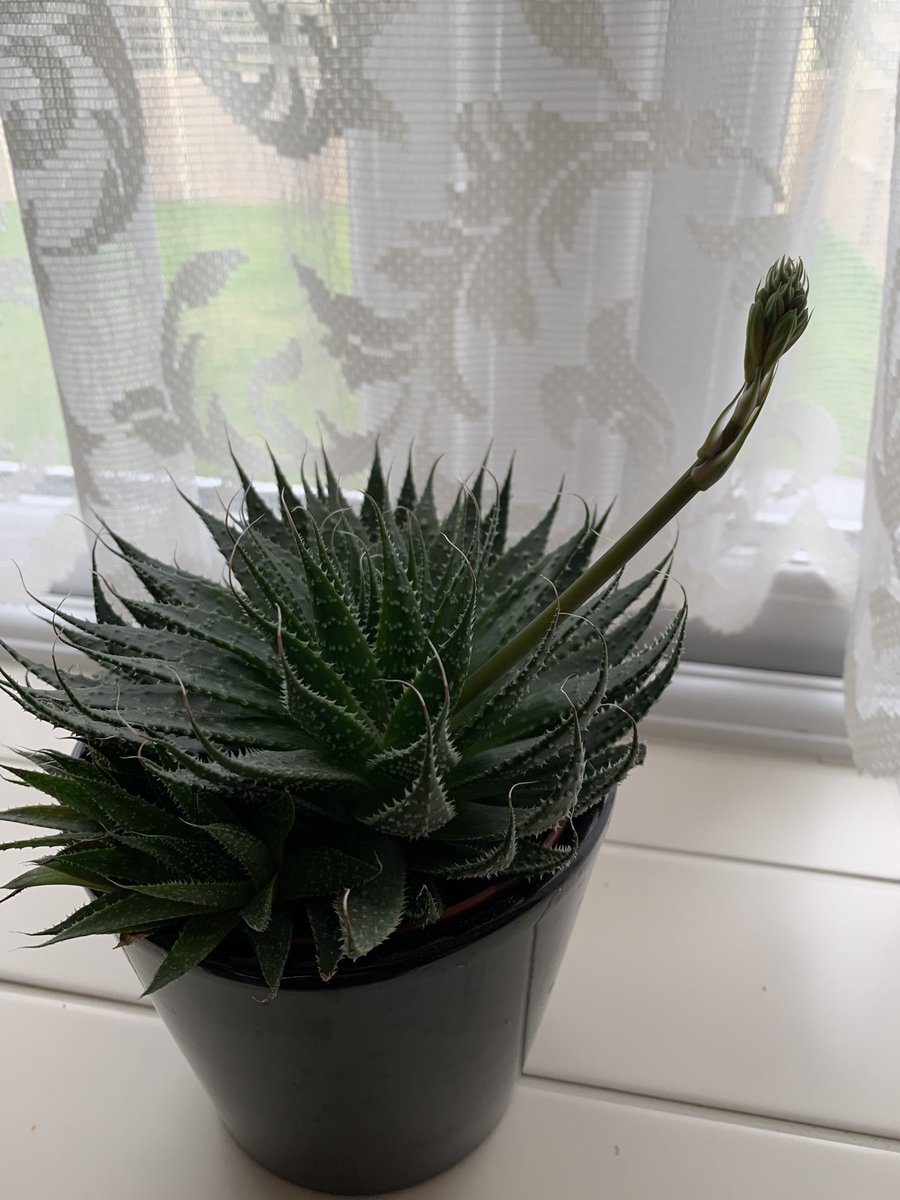 Only I could buy a mutant cactus 🌵 that explains why this  Triffid-cactus was so cheap. Are these heads supposed to follow you around the room?? Not many flies in the house now 😂