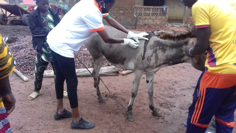 LiberiaAnimal's tweet photo. Together with our partners, Animal Aid Abroad and SPANA UK, we are improving the health and welfare of working donkeys and cattle in Guinea through education and free general veterinary care.
#AnimalAidAbroad 
#Spana
#WorkingAnimalsMatter 
#Donkeys
#WorkingCattle 
#DonkeyHealth https://t.co/XI1PEMpkzF
