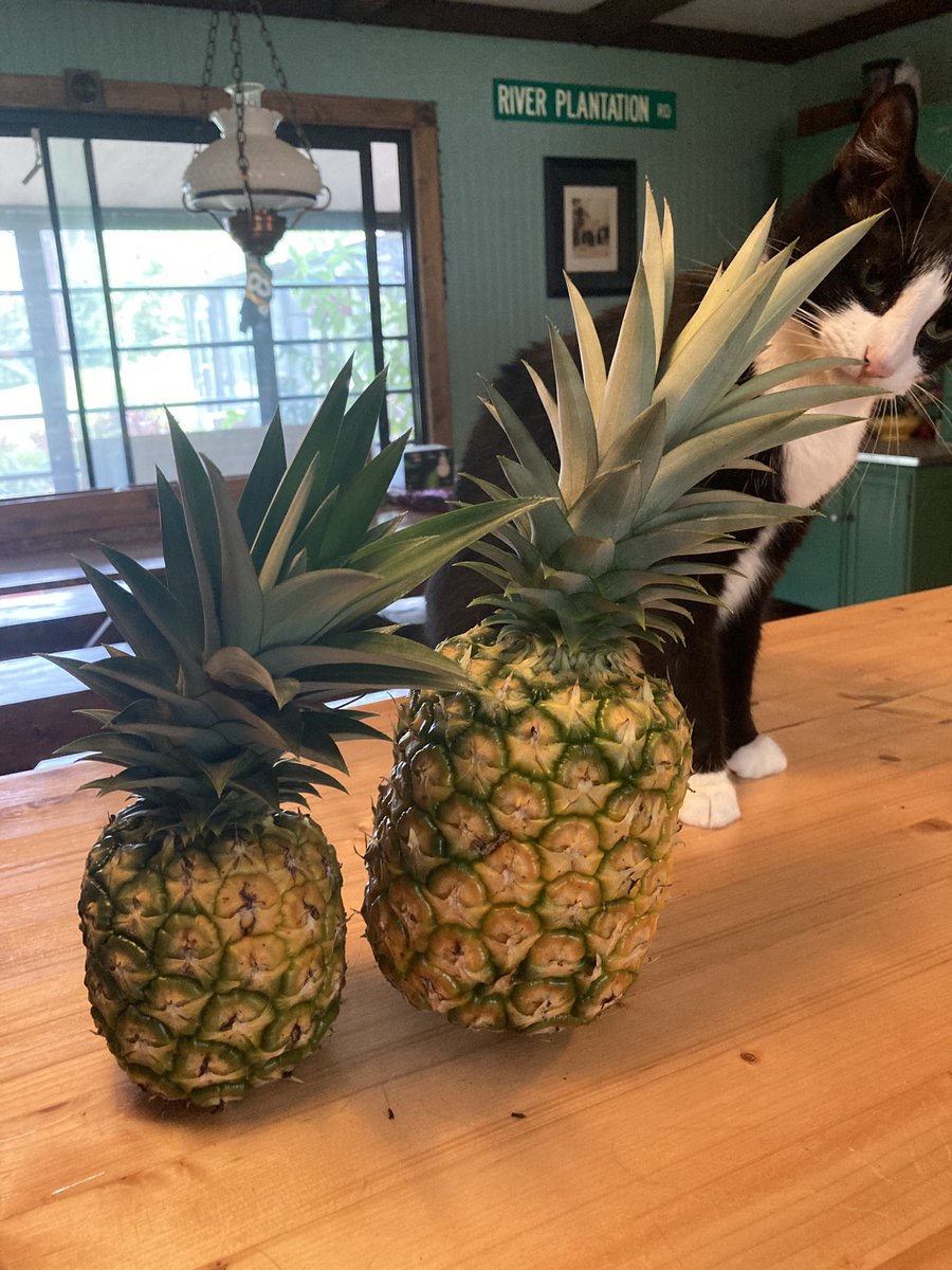 kerlin_kerry's tweet photo. #Harvest #Homegrown #LoveFL #FLgrown #Pineapple https://t.co/yA5FVPsaOc
