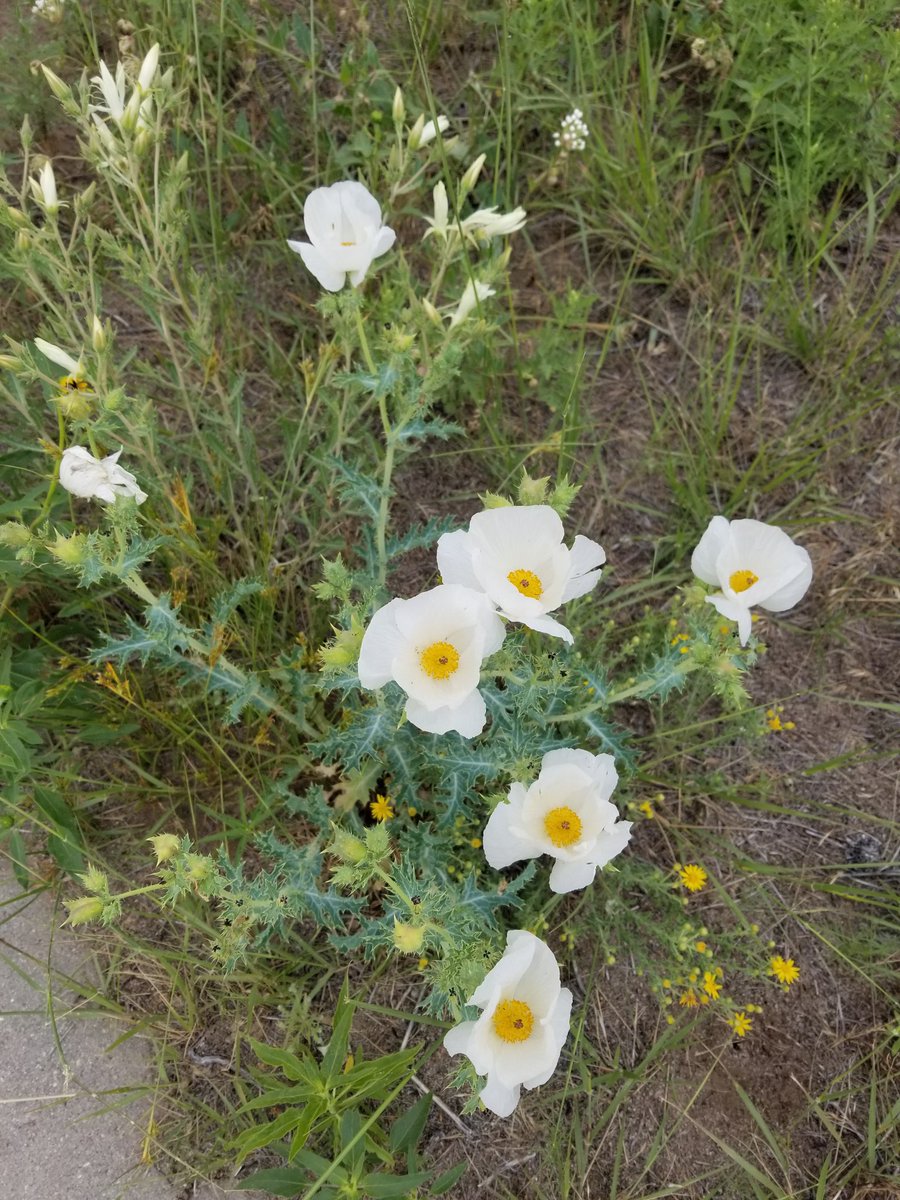 melomarie's tweet photo. Don't know who needs this but these lil CO native blooms along the sidewalk. Not sure what they are? #nativeplants #coloradobeautiful https://t.co/TE0wHJRWIV