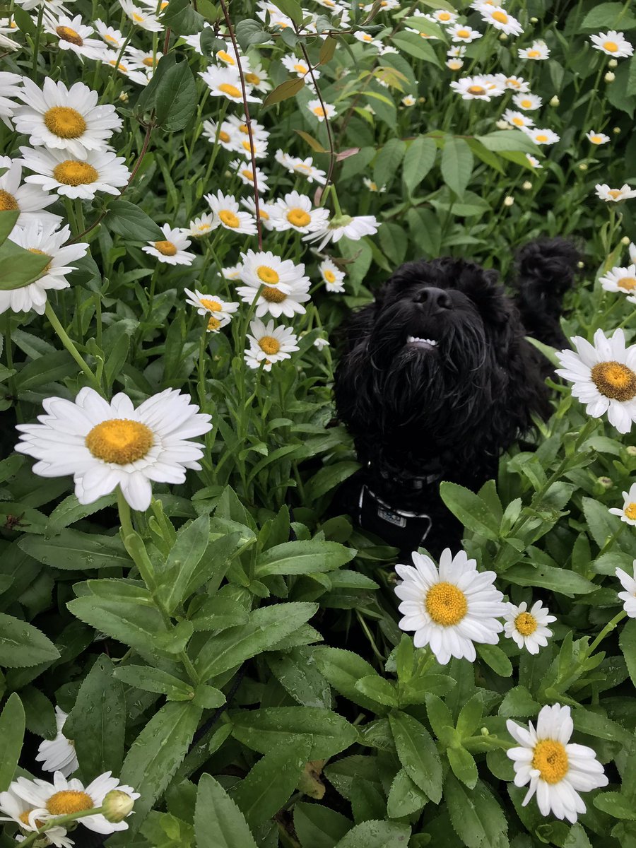clara_s200's tweet photo. tried to take cute pics but all he wanted to do was eat the flowers https://t.co/puwePxvT5W