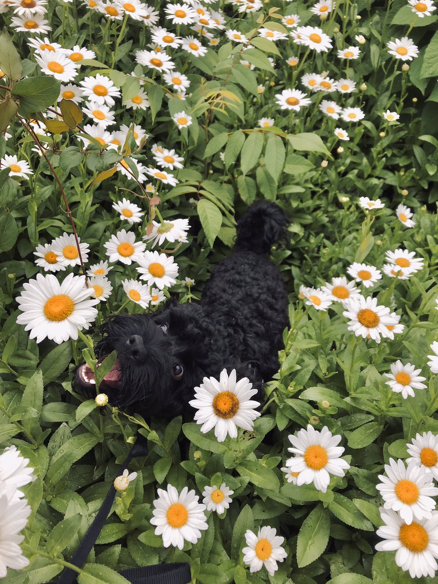clara_s200's tweet photo. tried to take cute pics but all he wanted to do was eat the flowers https://t.co/puwePxvT5W
