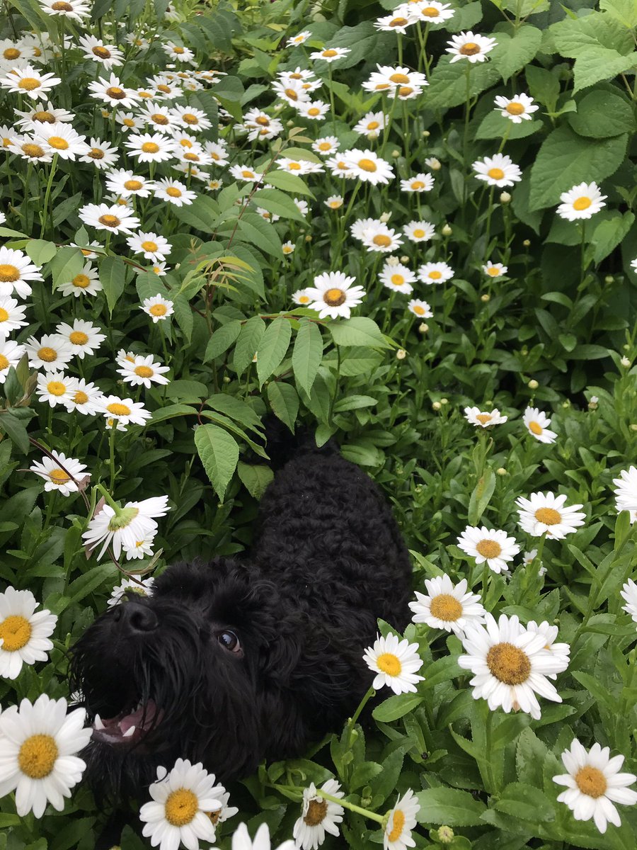 clara_s200's tweet photo. tried to take cute pics but all he wanted to do was eat the flowers https://t.co/puwePxvT5W