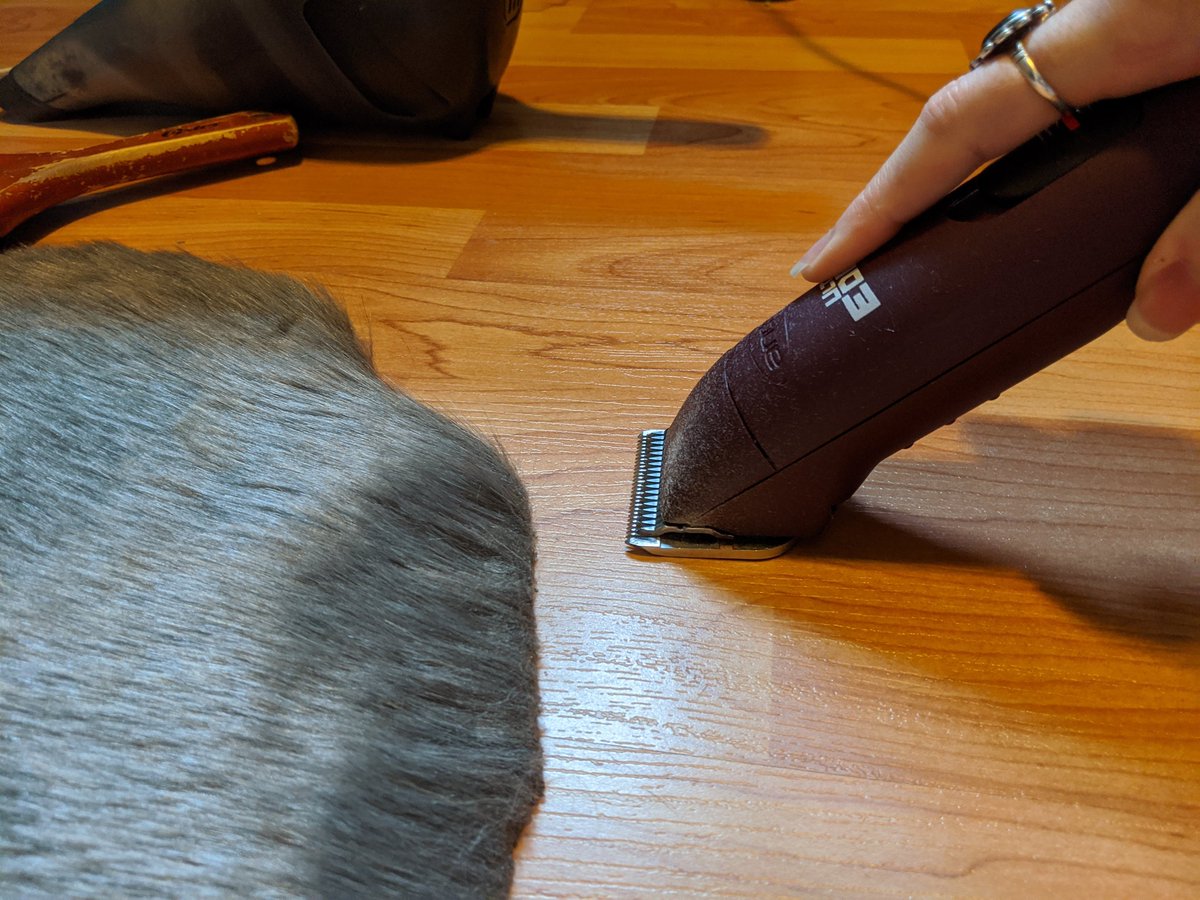 step 2: I shave with th direction of the fur. I never use a guard, I just don't like them. most important to not balding your fur is to keep the trimmer FLAT to the ground, like this. tilting it forward will cause it to dig into fur