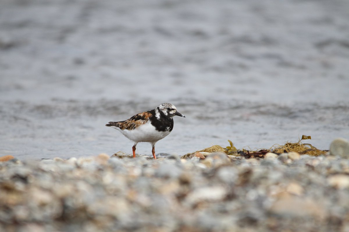 WildIslayBirds's tweet photo. Numbers of small waders starting to build up on #Islay shores. Possibly non breeding birds from further north. We had Ringed Plover, Dunlin, Turnstone &amp; Sanderling #birding https://t.co/SCIwzSTga6