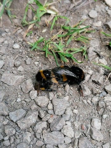 AmyKennie's tweet photo. The bees around here haven't heard about social distancing. https://t.co/dClqgA7g31