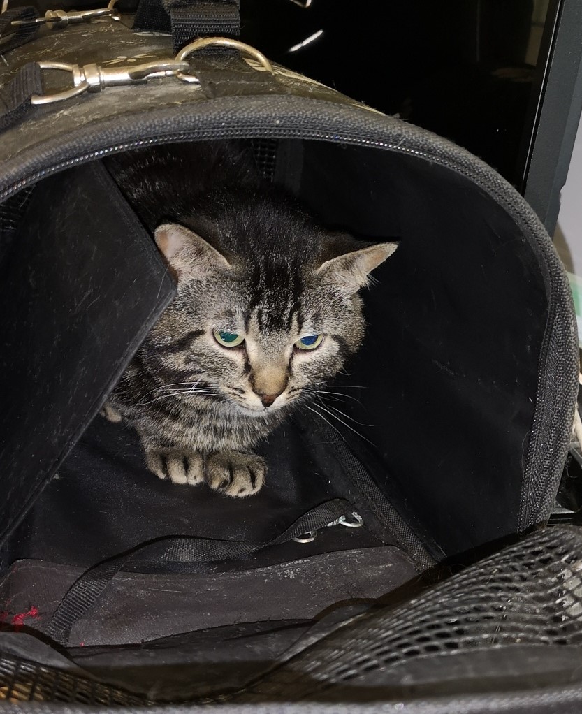 RER_A's tweet image. 🐱🔍Ce #chat a été retrouvé il y a quelques instants en gare #RERA de Marne-la-Vallée–Chessy. C'est un tigré de type européen. Nous recherchons son maître : n'hésitez pas à nous contacter si vous le reconnaissez, et RT pour diffuser ! Merci😉