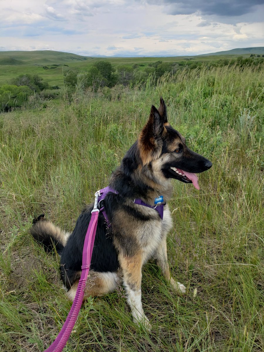 RachelSkow's tweet photo. So sad to learn this week my adorable Shepherd/ Collie mix is considered an aggressive breed and many apartments wont allow me to have her there.
- they will be missing out on petting her and having me as a tenant!
#PhDLife #SoonToBePostDocLife #Moving #DontKnowWhere https://t.co/1tMCACdh5g