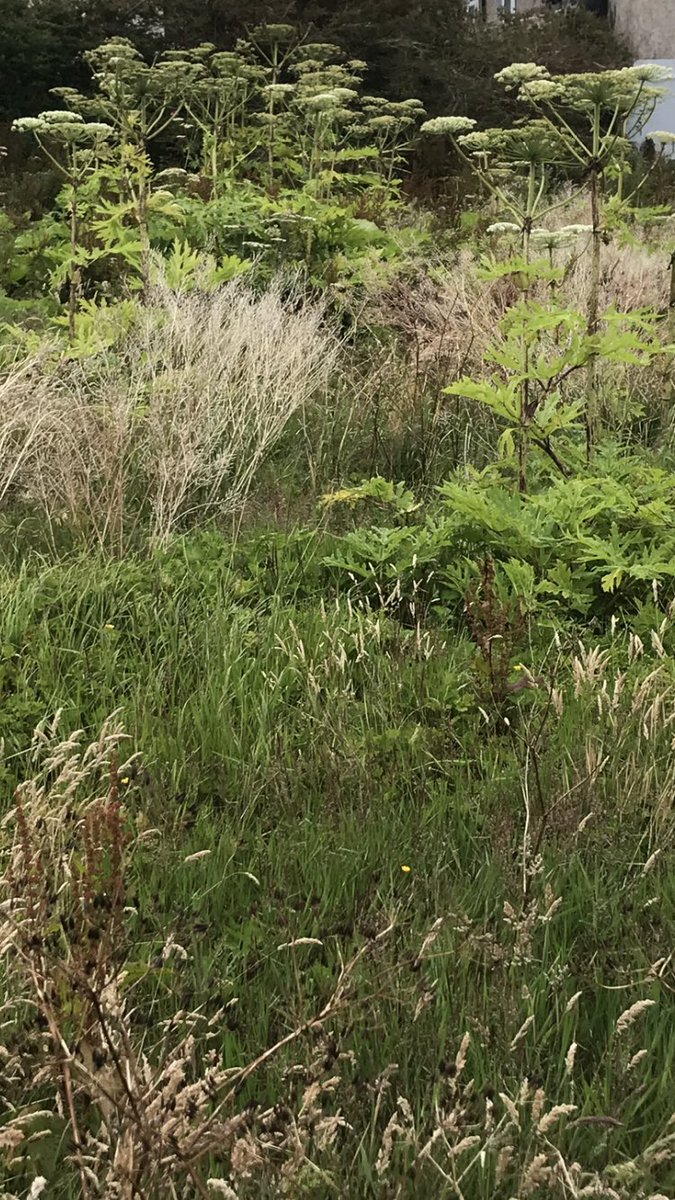 A neglected plot of land with Giant Hogweed dominating. The sap from this plant can cause huge skin damage and scaring. It also has the potential to cause blindness.Stem injection treatment has been administered in this plot.#farmsafetyweek2020 <a href="/aca_services/">Agricultural Consultants Association (ACA)</a>