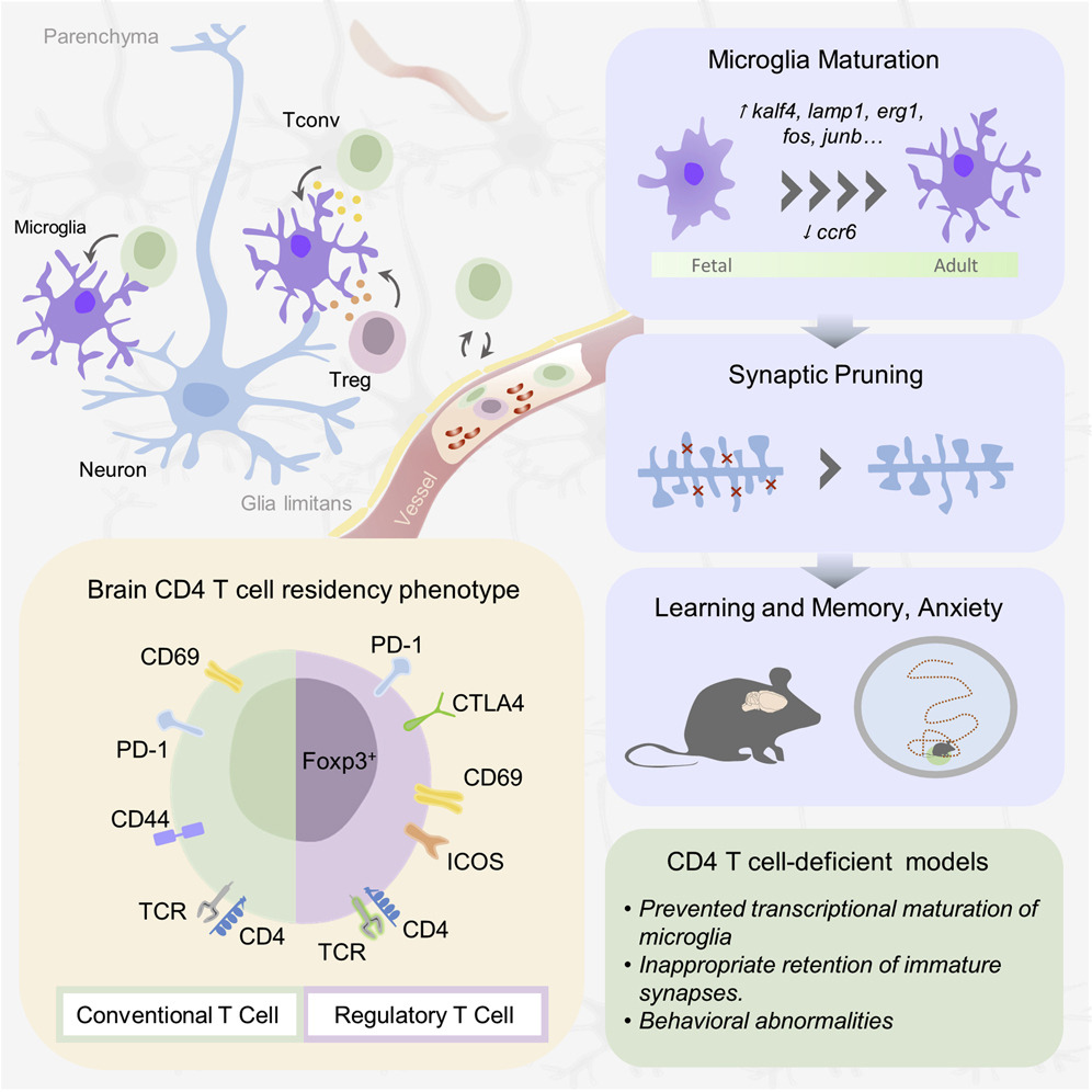 CellCellPress's tweet photo. #brain-resident CD4+ #Tcells are required for #microglia maturation and proper #synaptic pruning and #behavior in both #mice and #humans 
Video abstract and Article👉https://t.co/mpoGDZY1y2 https://t.co/DygE1rVh83