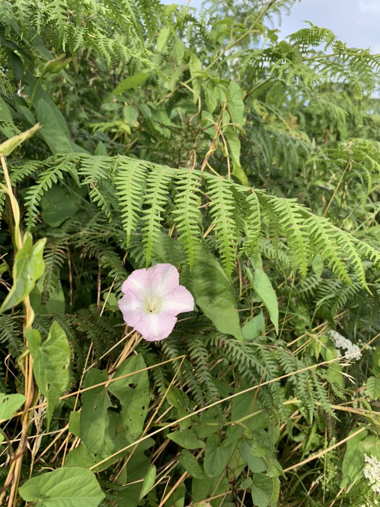 Hedge bindweed (Ialus fàil)