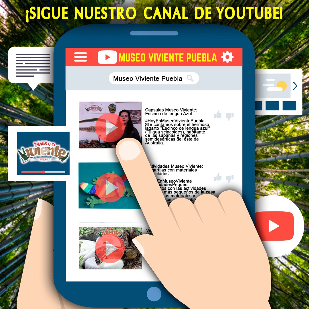 MuseoViviente's tweet photo. Ahora también estamos en YouTube
Podrás encontrar interesantes contenidos sobre los reptiles, anfibios y artrópodos..🐍🦎🐢🐊🐸🕷️🦂

¡Visítanos y suscríbete ahora! en el siguiente link: https://t.co/P3hN4ZpnnK ! https://t.co/G9KPOawO93