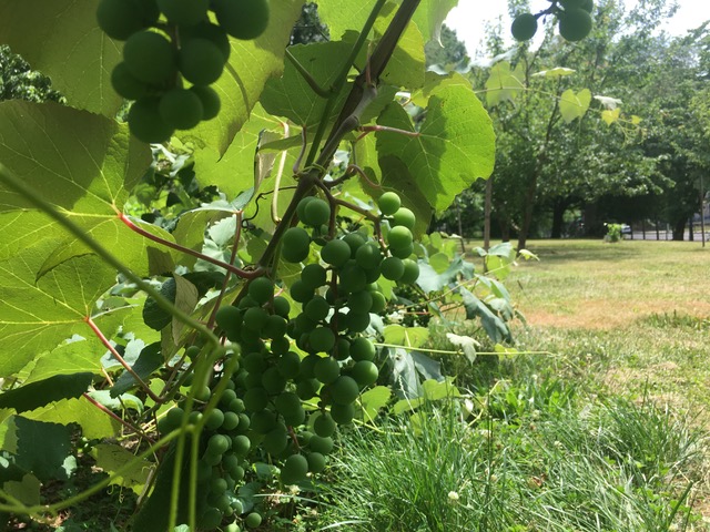 HistoricFH's tweet photo. Farm stand Thursdays &amp; Peaceful Saturdays at Fair Hill - Grab your veggies from the farm stand and head to the park! https://t.co/hWNFY5xia2 https://t.co/xD5sNMLGKG