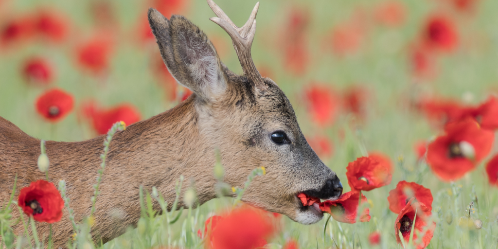 Mammal_Society's tweet photo. This week's #midweekmammal is one of our 2 native deer species in Britain the roe deer, Capreolus capreolus (the other is the red deer, Cervus elaphus). This photo from Alan Dixon was shortlisted for #mpoy2020 ๐ฆ
Roe deer often eat leaves, flower heads & seedlings. https://t.co/gdxalVsF01