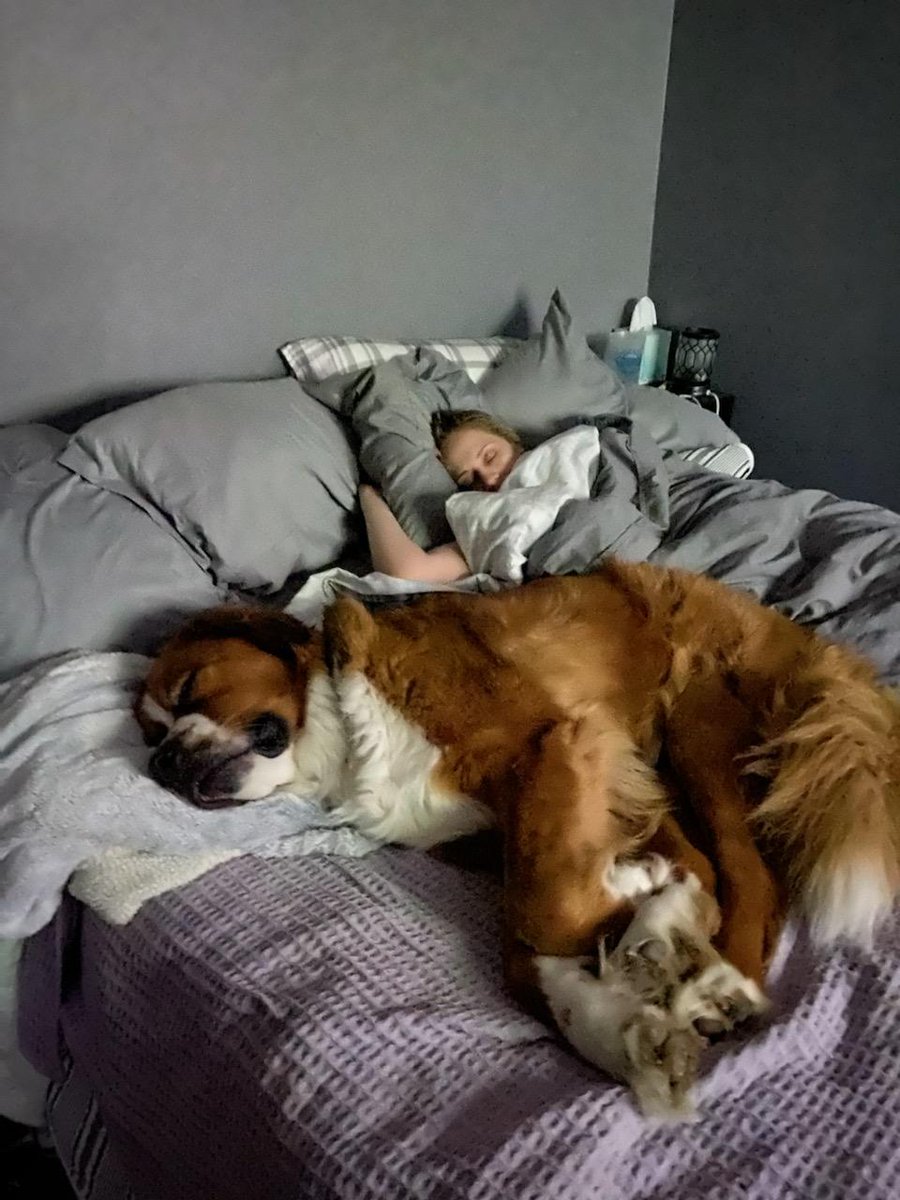 MyOverheardLife's tweet photo. @omaha_scanner Murphy and Milo. Both think they're lap dogs 😆 https://t.co/hSx6qQs7dC