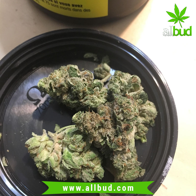This potent indica hybrid, with a sativa/indica ratio of 10:90, can reach THC levels of up to 20%, which makes it one of the stronger medical strains around. bit.ly/2SOyHu3 #allbud #Master #Kush #Strain #marijuana #cannabis #weed #health #medicalmarijuana