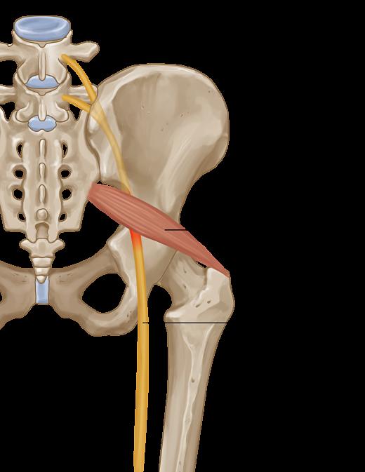 Piriformis syndrome is an uncommon and often undiagnosed cause of buttock and leg pain. 

immediatecareclinic.co.ke 

immediatecareclinic.co.ke/piriformis-syn… <a href="/Otieno_Odong/">Otieno Odongo</a>
